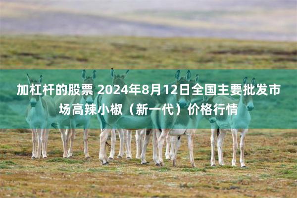 加杠杆的股票 2024年8月12日全国主要批发市场高辣小椒（新一代）价格行情