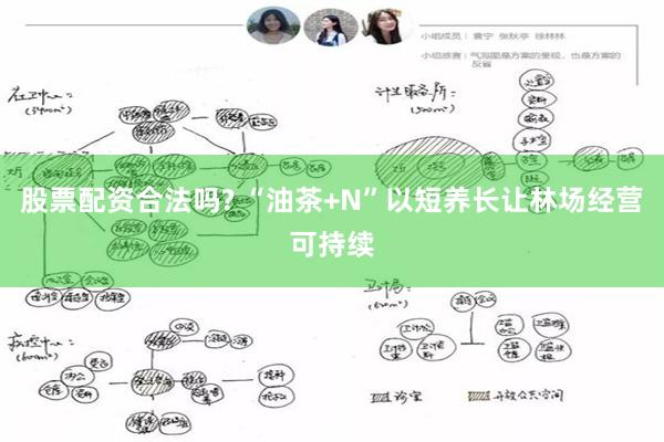 股票配资合法吗? “油茶+N”以短养长让林场经营可持续